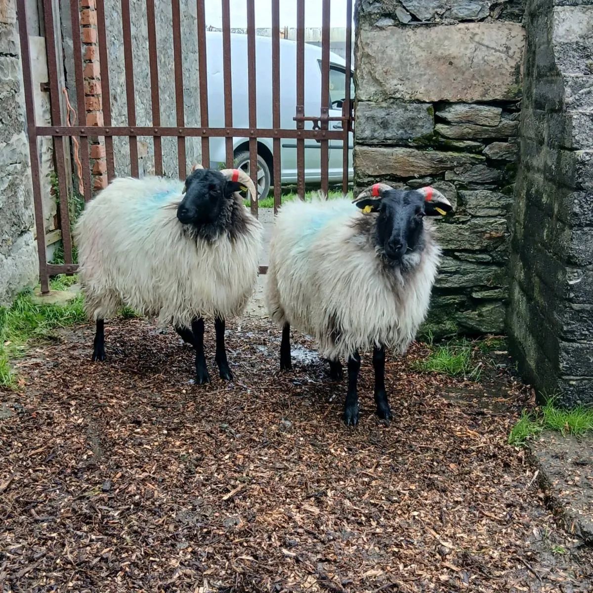 Mayo ewe lambs and hogget ewes - Image 1
