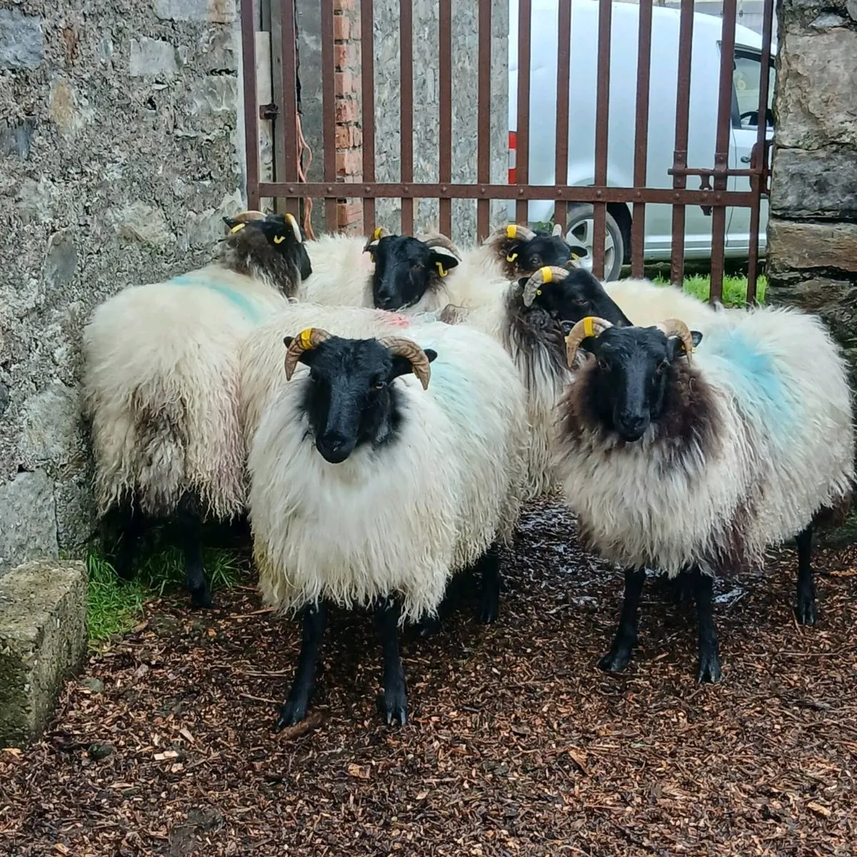 Mayo ewe lambs and hogget ewes - Image 2