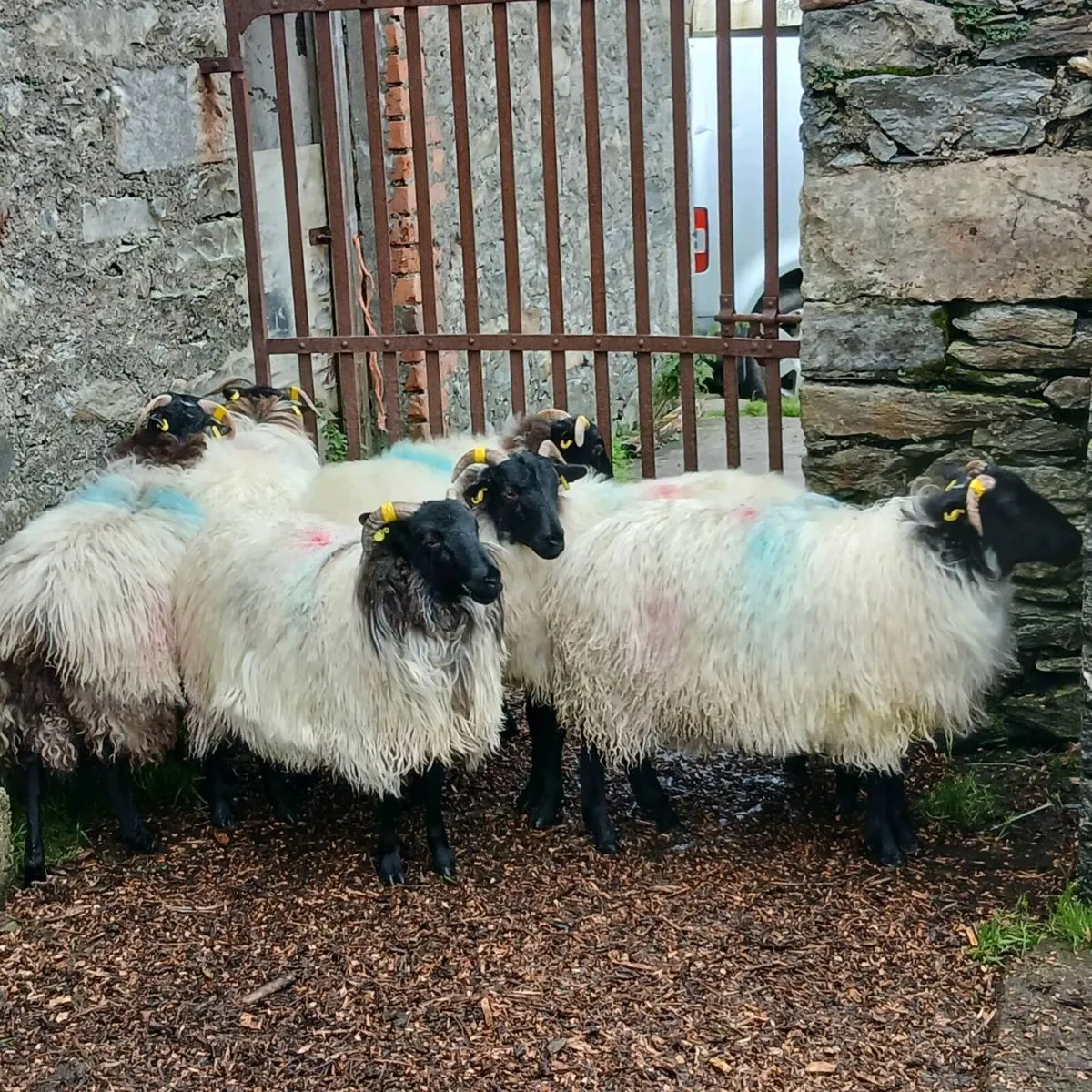 Mayo ewe lambs and hogget ewes - Image 3