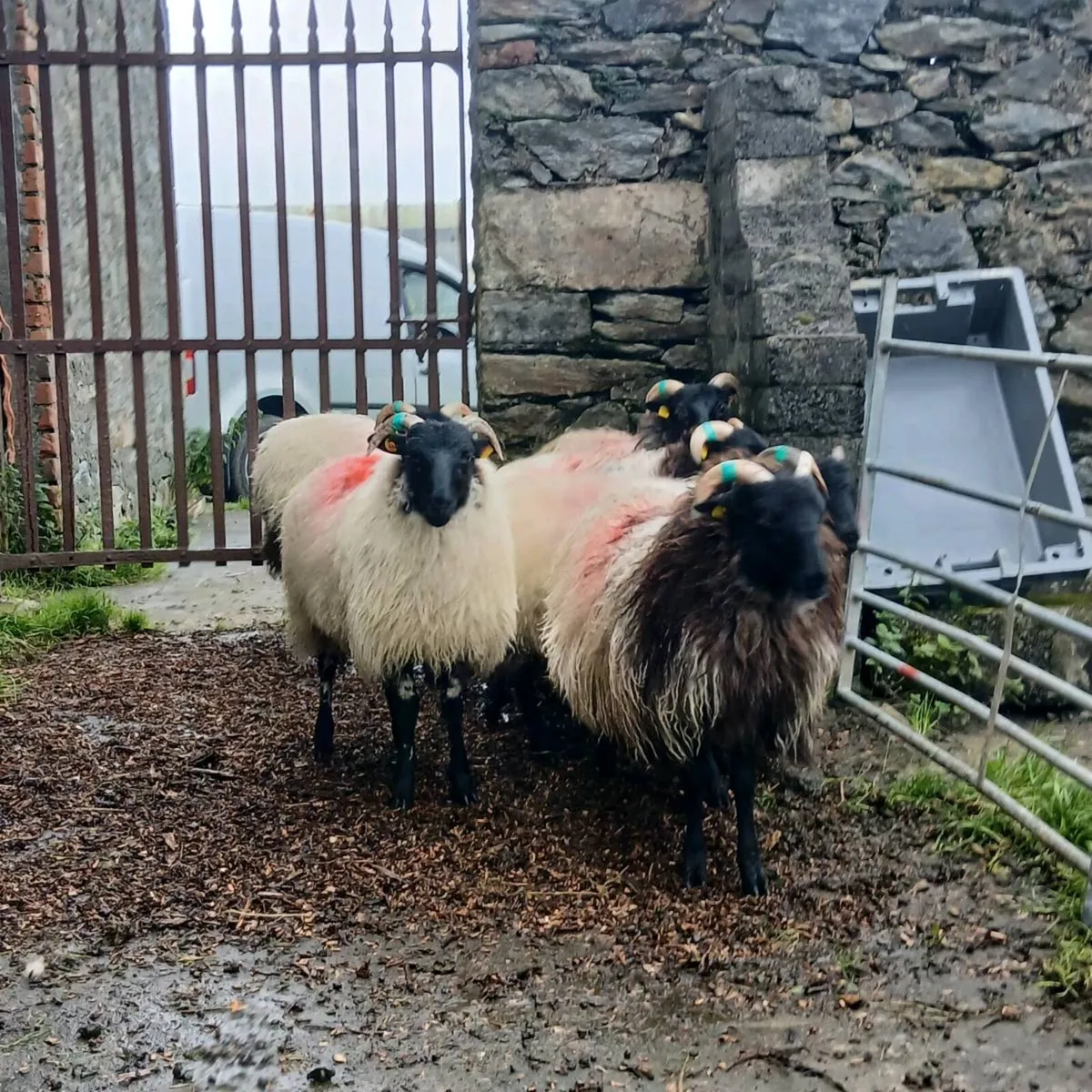 Mayo ewe lambs and hogget ewes - Image 4