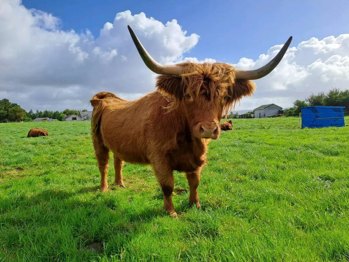 Highland cows - Image 1