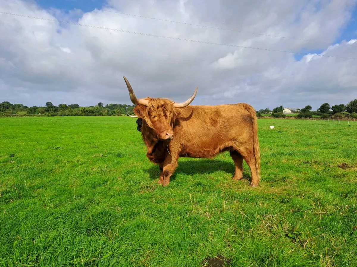 Highland cows - Image 2