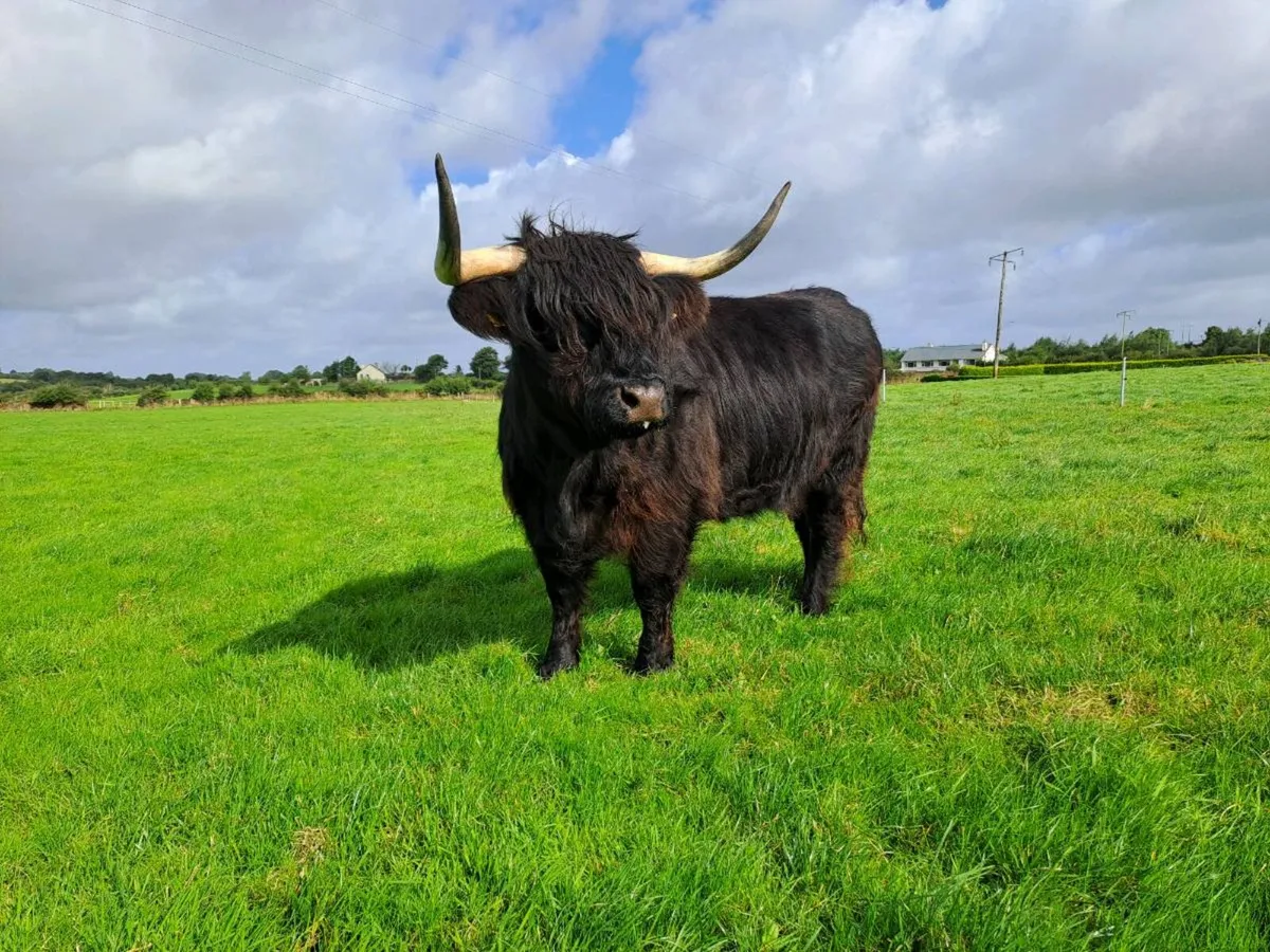 Highland cows - Image 4