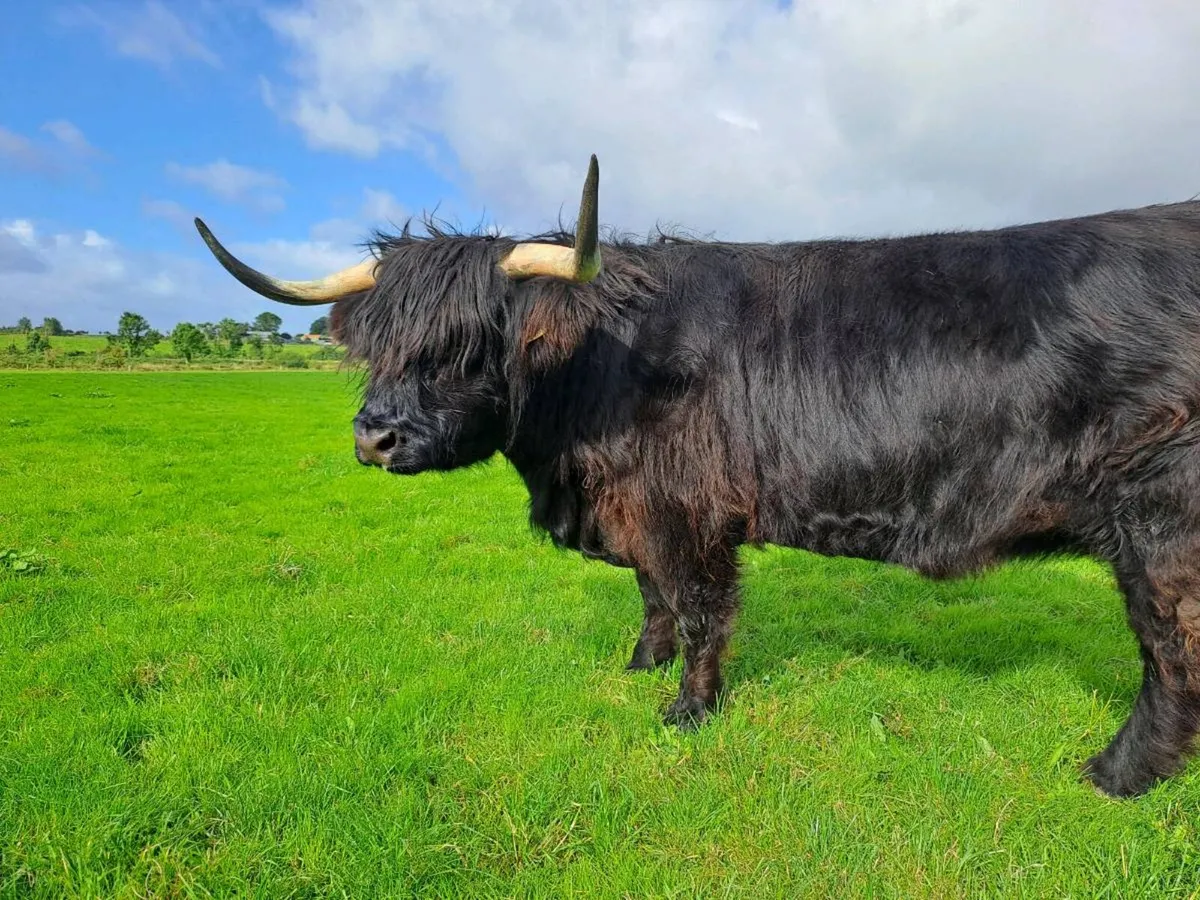 Highland cows - Image 3