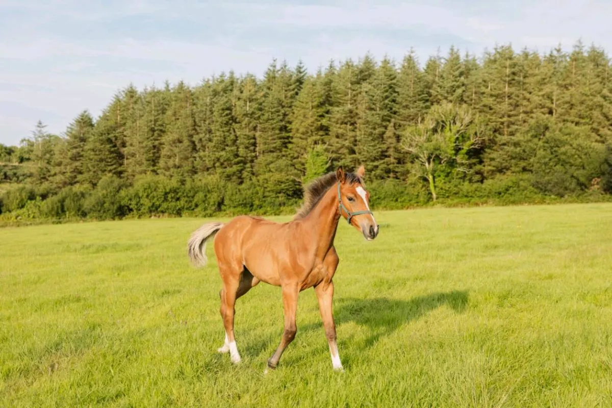 Elite Pedigree FillyFoal-CocktaildeTalma x Vivant - Image 2