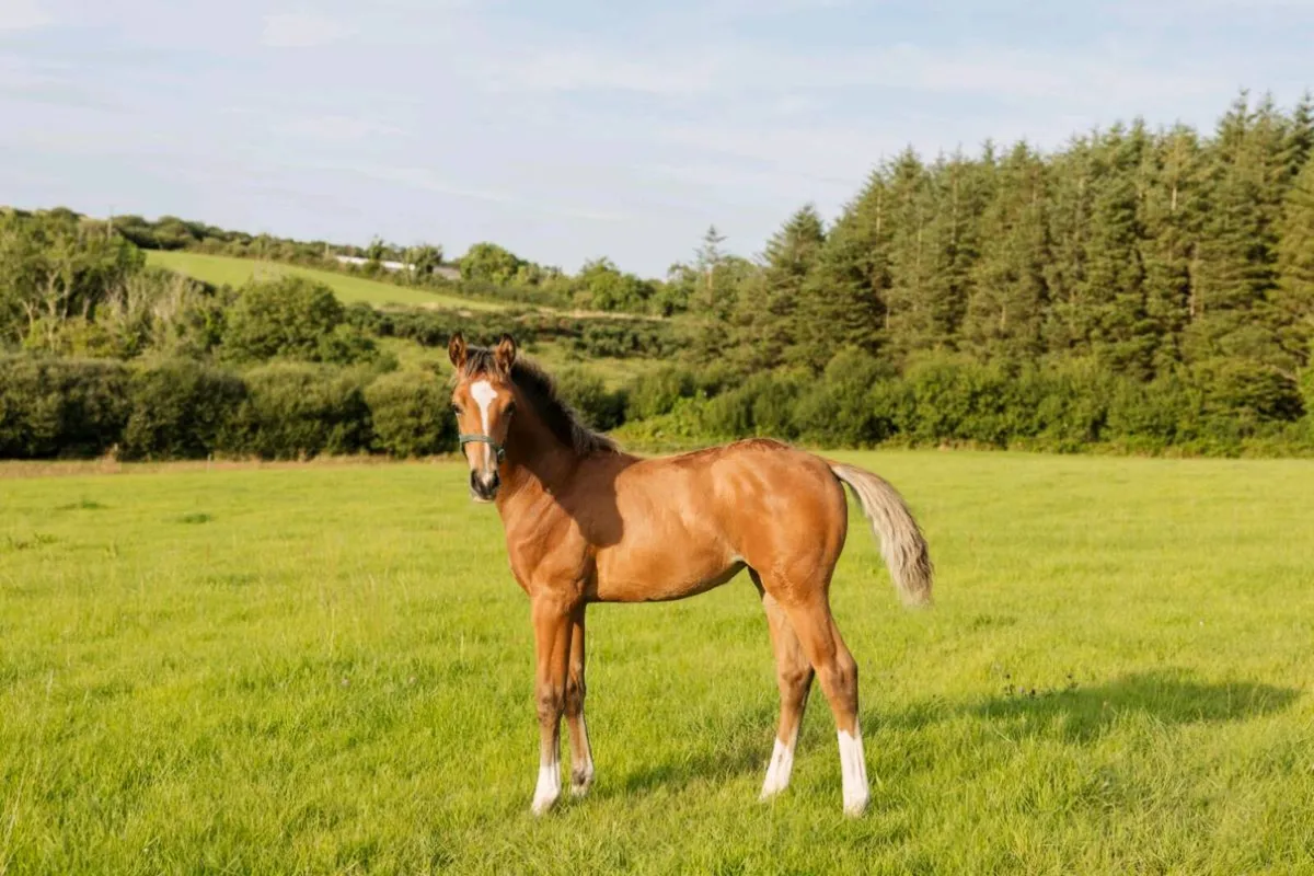 Elite Pedigree FillyFoal-CocktaildeTalma x Vivant - Image 1