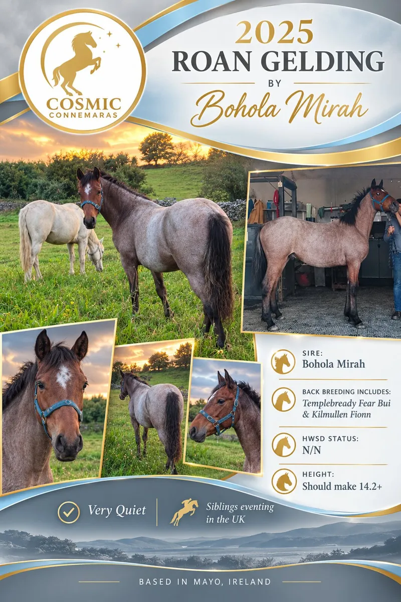 Connemara Ponies - Image 1