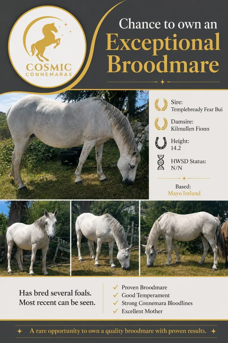 Connemara Ponies - Image 2