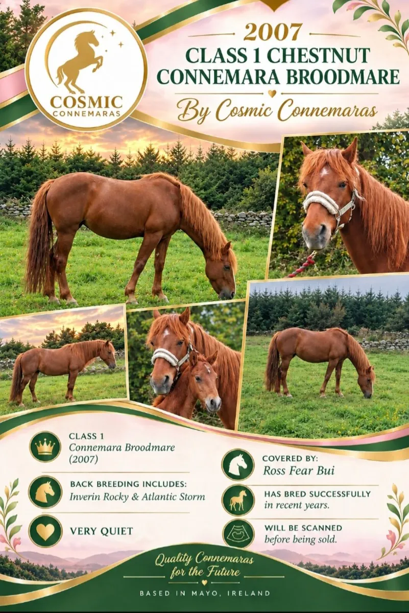 Connemara Ponies - Image 3
