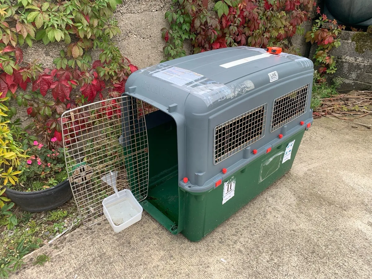 Large dog crate