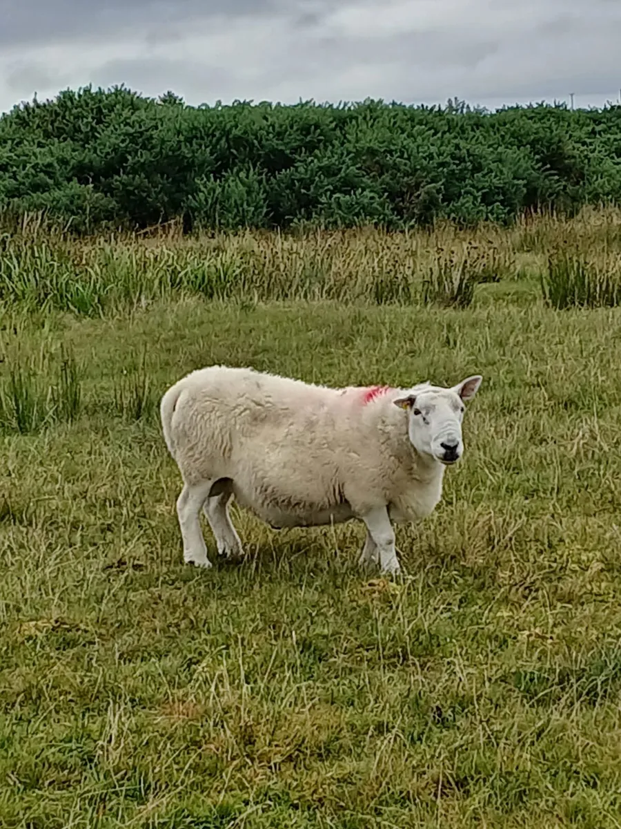 Full organic ram - Image 1