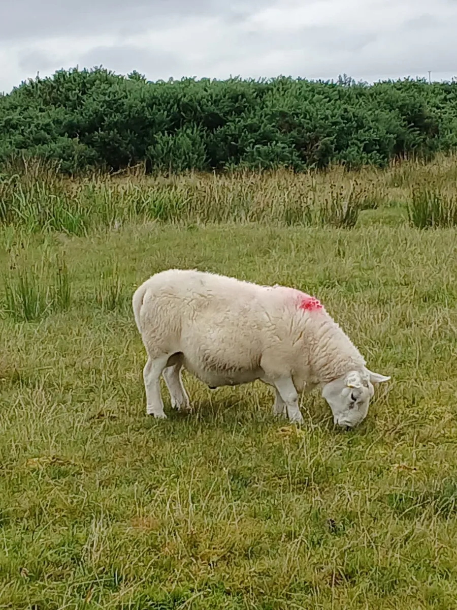 Full organic ram - Image 2