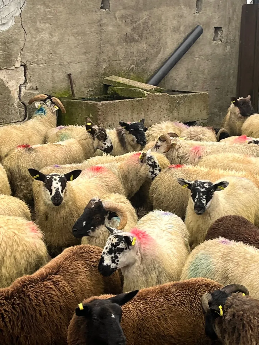 55 super store lambs - Image 1