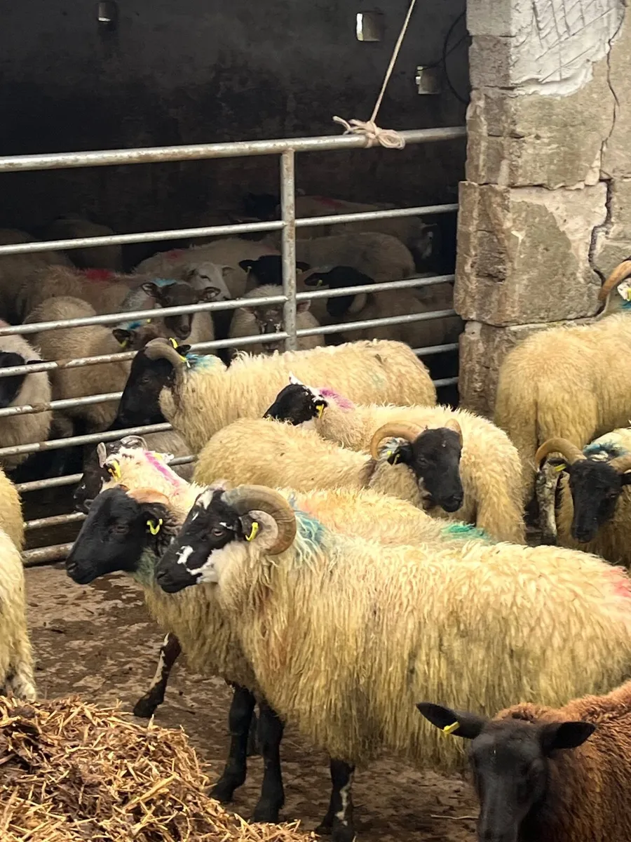55 super store lambs - Image 3