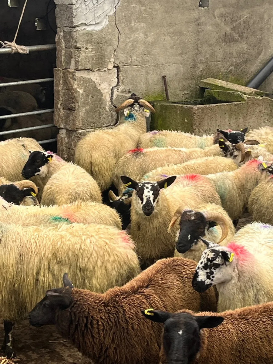 55 super store lambs - Image 2