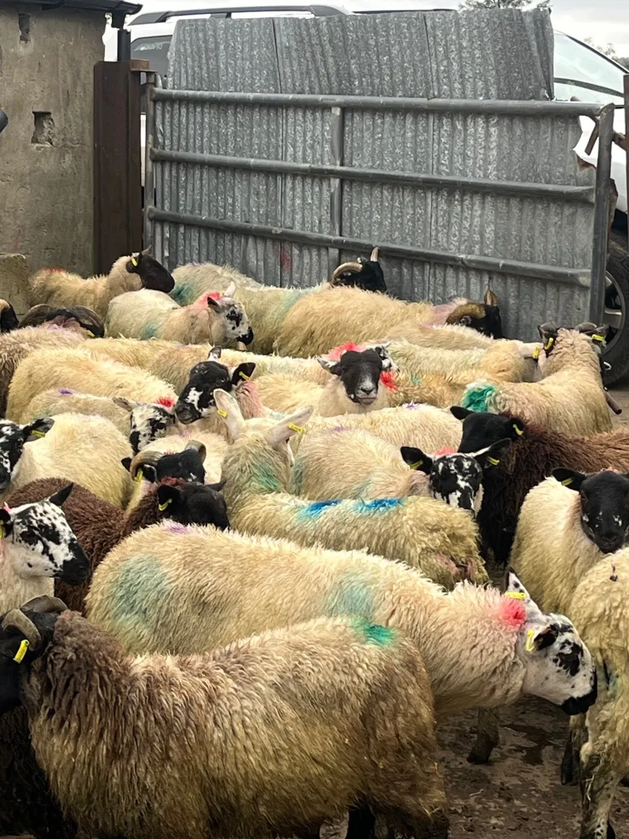 55 super store lambs - Image 4