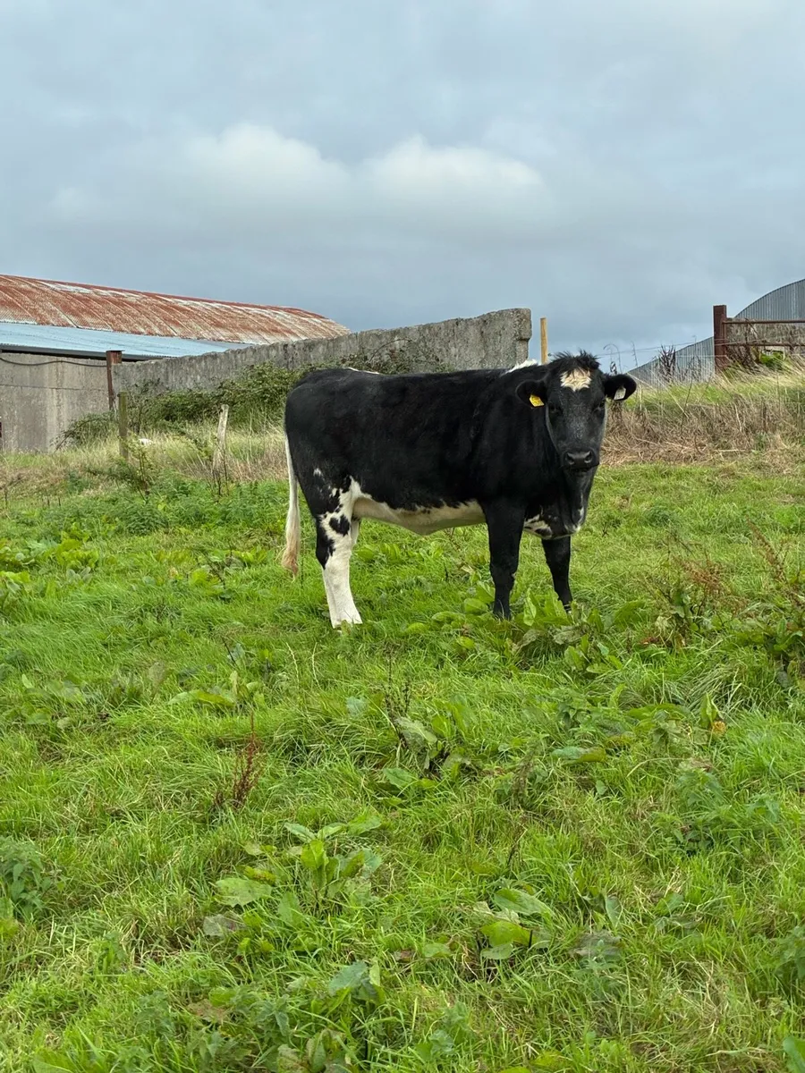 Shorthorn heifers - Image 4