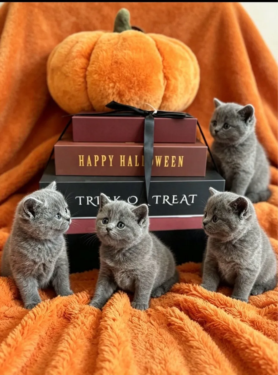 Blue British Shorthair - Image 1