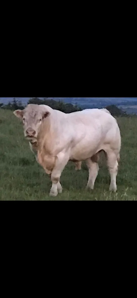 5 STARS MESSMER CH BULL READY WORK. - Image 1