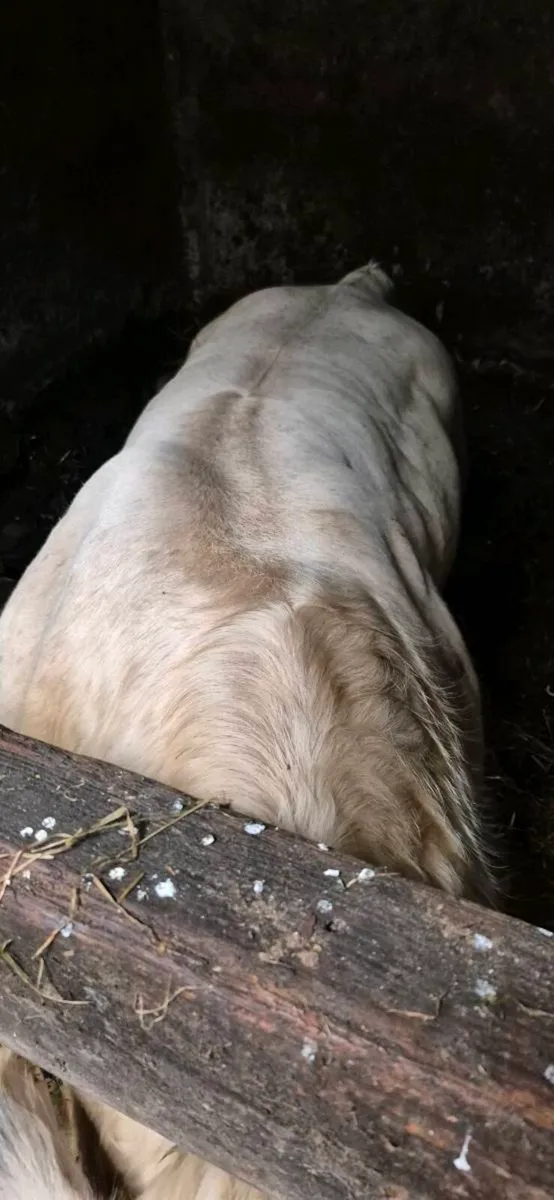 5 STARS MESSMER CH BULL READY WORK. - Image 3