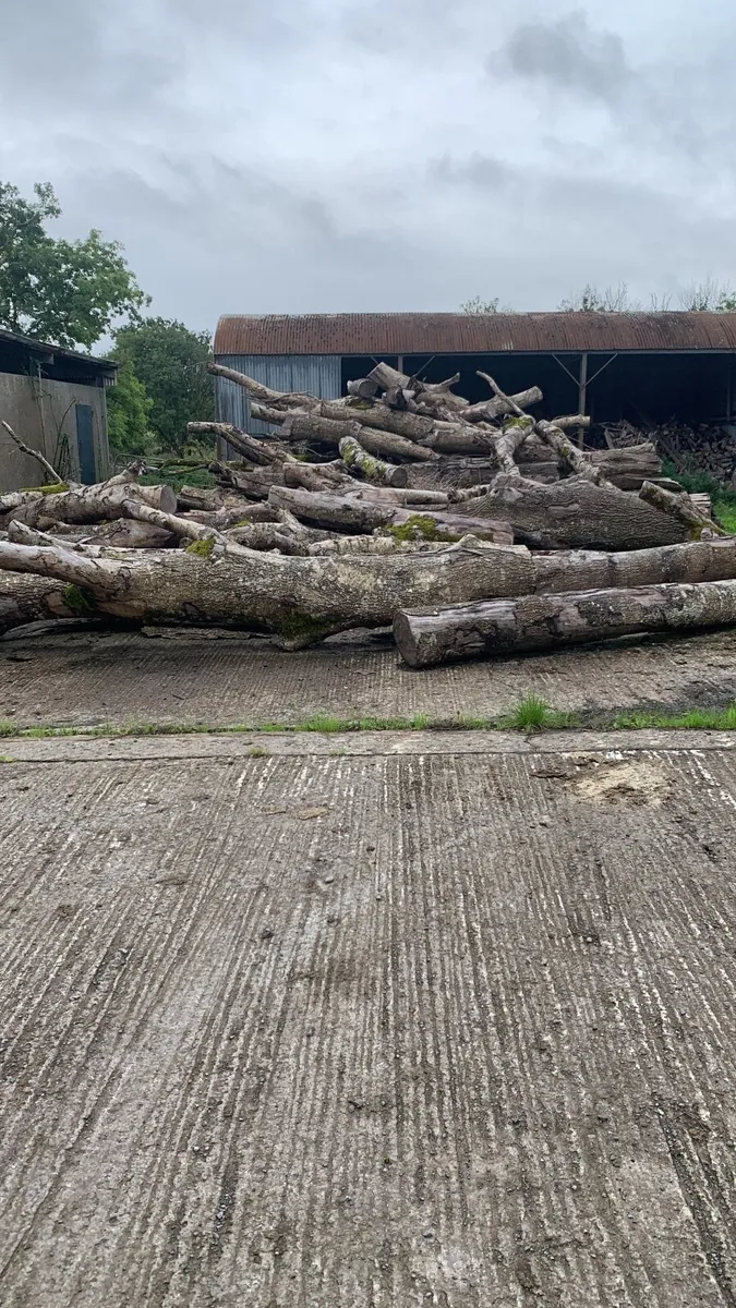 Ash firewood 🪵