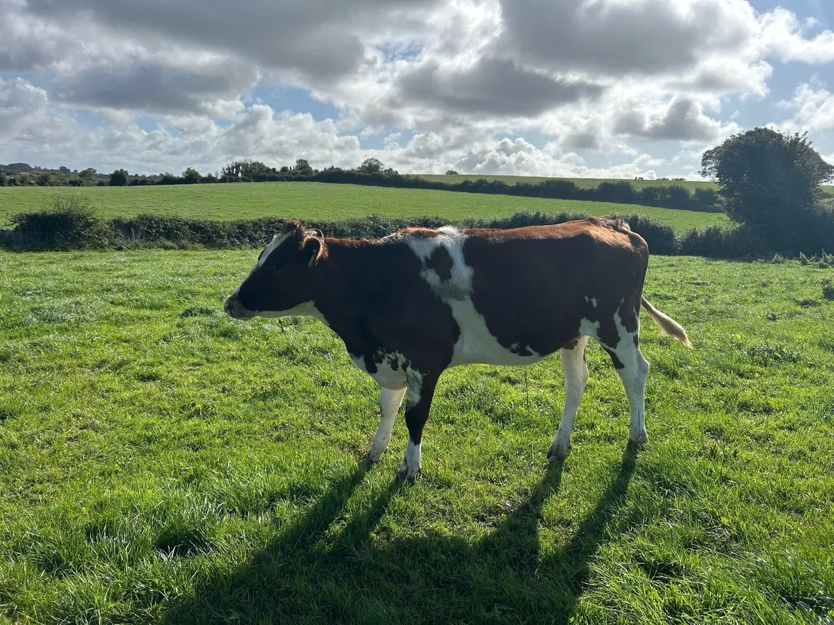 2 Pbr red and white Friesian heifers - Image 2