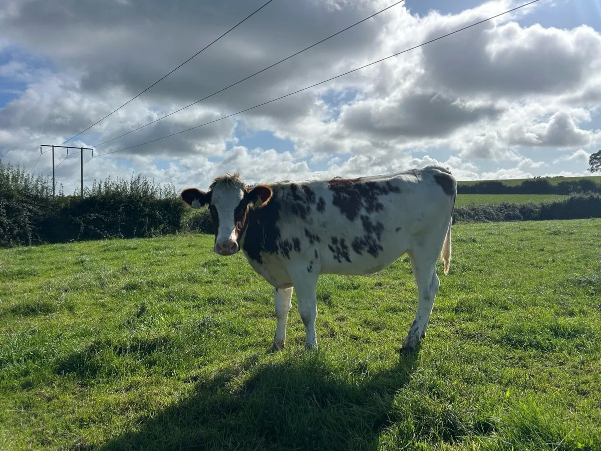 2 Pbr red and white Friesian heifers - Image 3