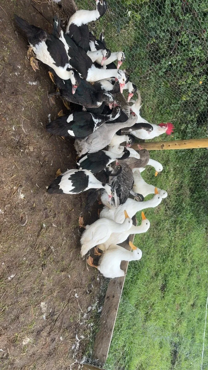 Ducks