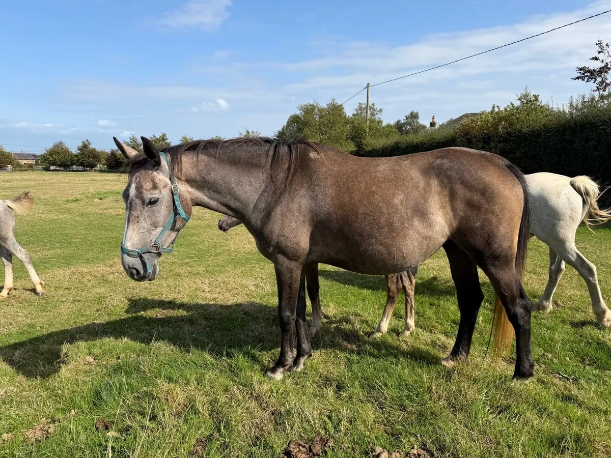 4 year old KWPN x ISH mare with foal at foot - Image 1