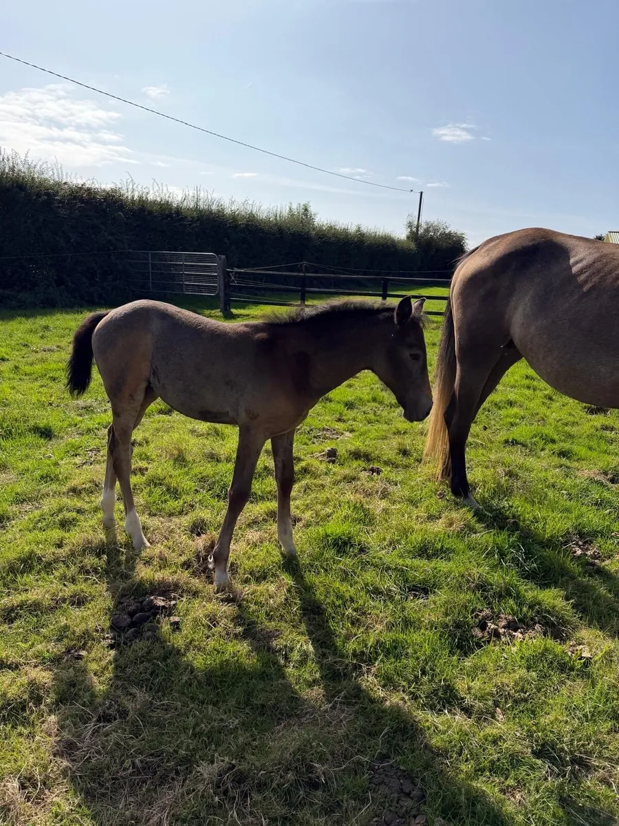 4 year old KWPN x ISH mare with foal at foot - Image 2