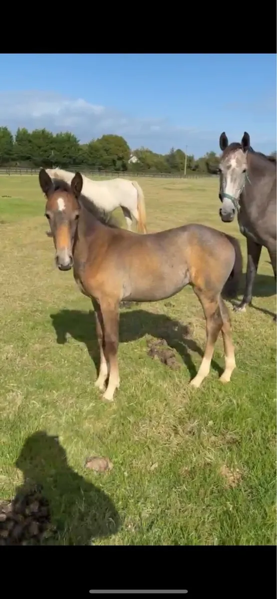 4 year old KWPN x ISH mare with foal at foot - Image 3