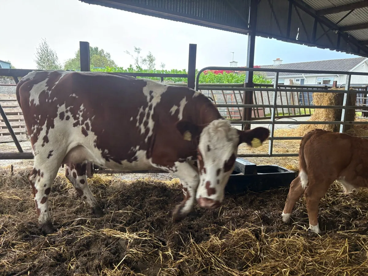 3 first time cows with calf’s at foot - Image 2