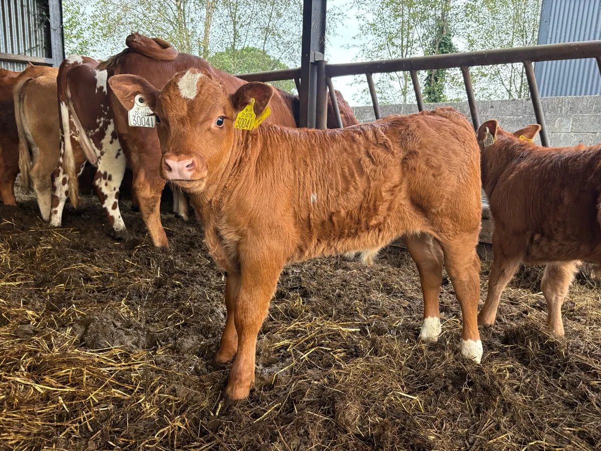 3 first time cows with calf’s at foot - Image 3