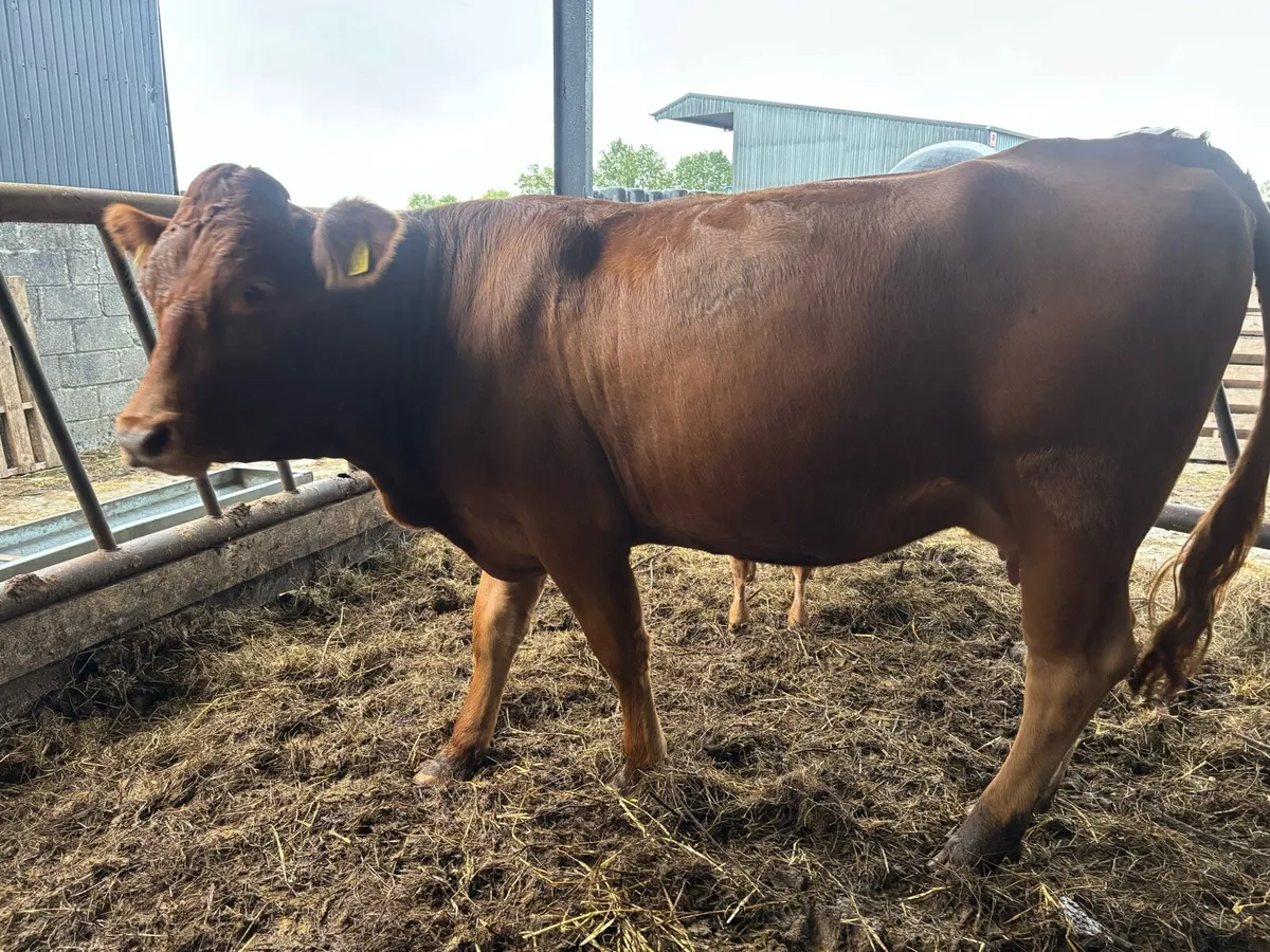 3 first time cows with calf’s at foot - Image 4