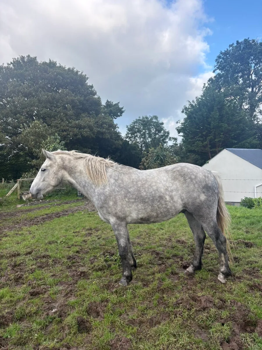Connemara Gelding - Image 1
