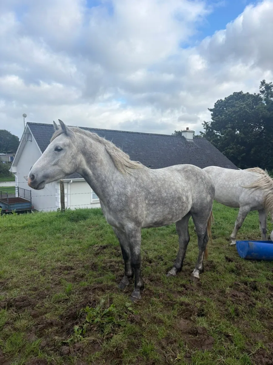 Connemara Gelding - Image 3