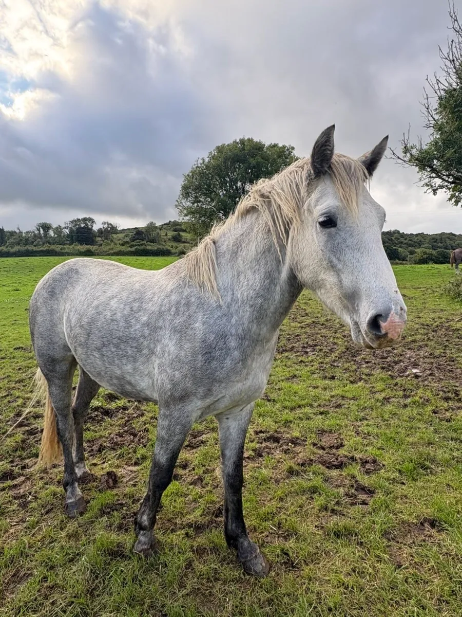 Connemara Gelding - Image 2