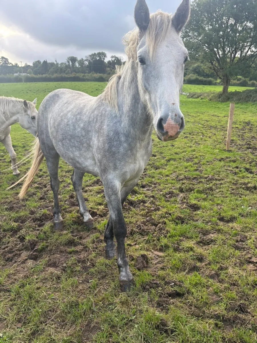 Connemara Gelding - Image 4