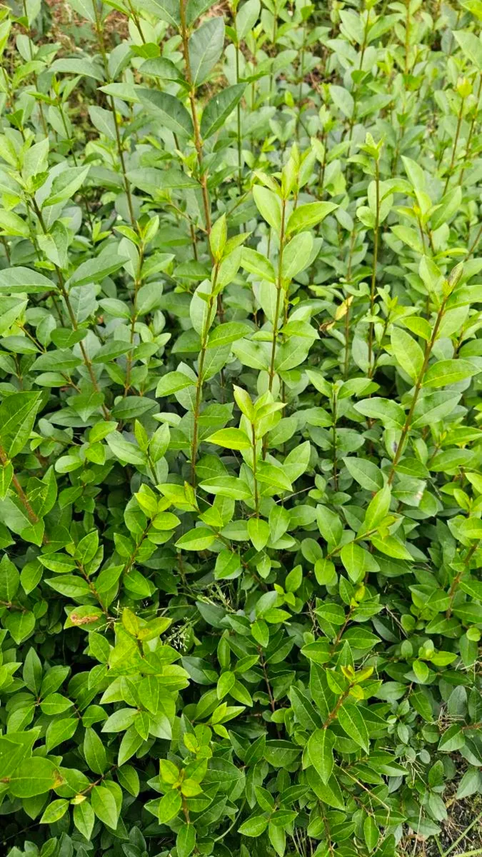 2 to 3ft Privet Potted Hedging - Image 1