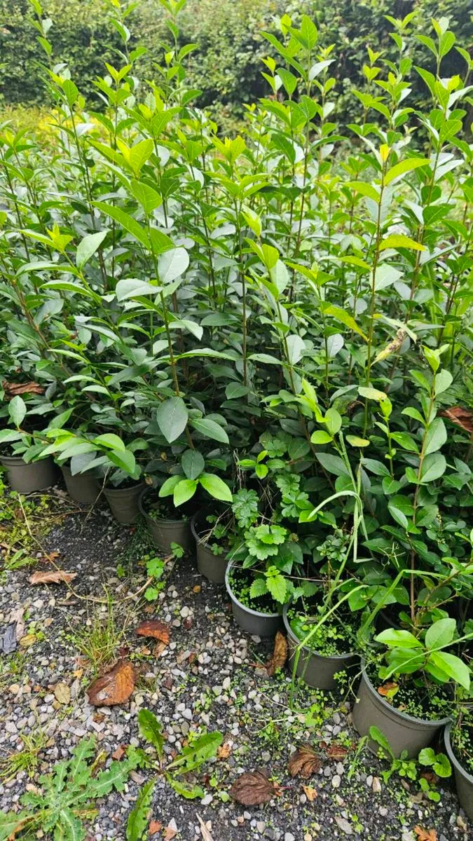 2 to 3ft Privet Potted Hedging - Image 3