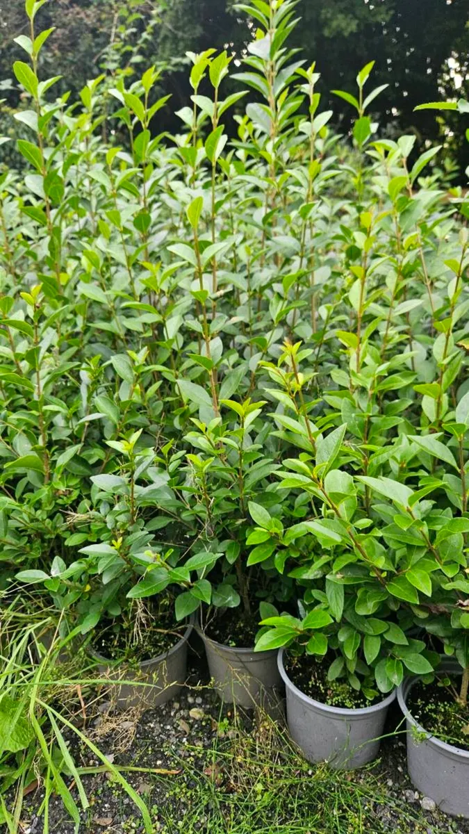 2 to 3ft Privet Potted Hedging - Image 2