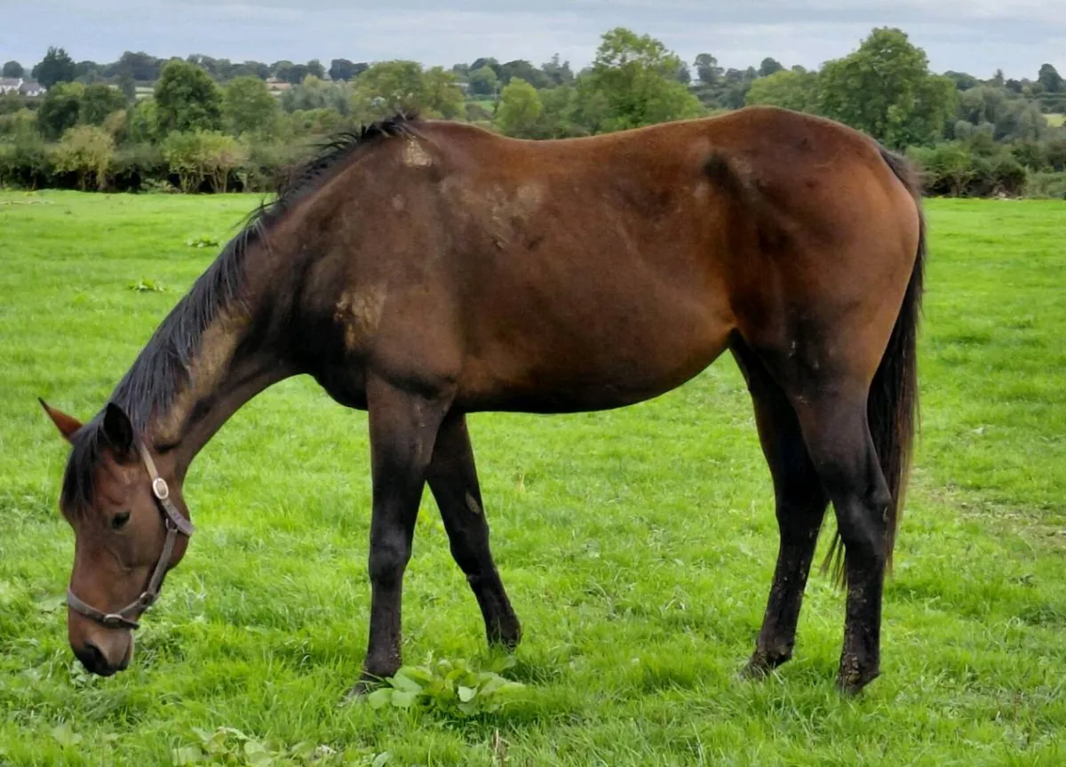 4 years thoroughbred mare - Image 1