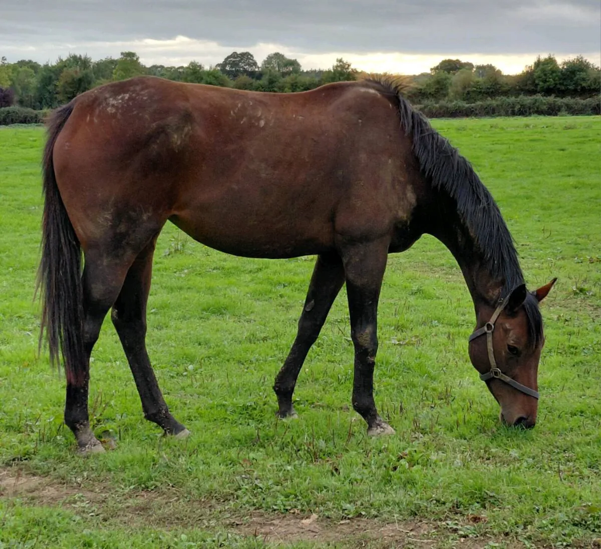 4 years thoroughbred mare - Image 2