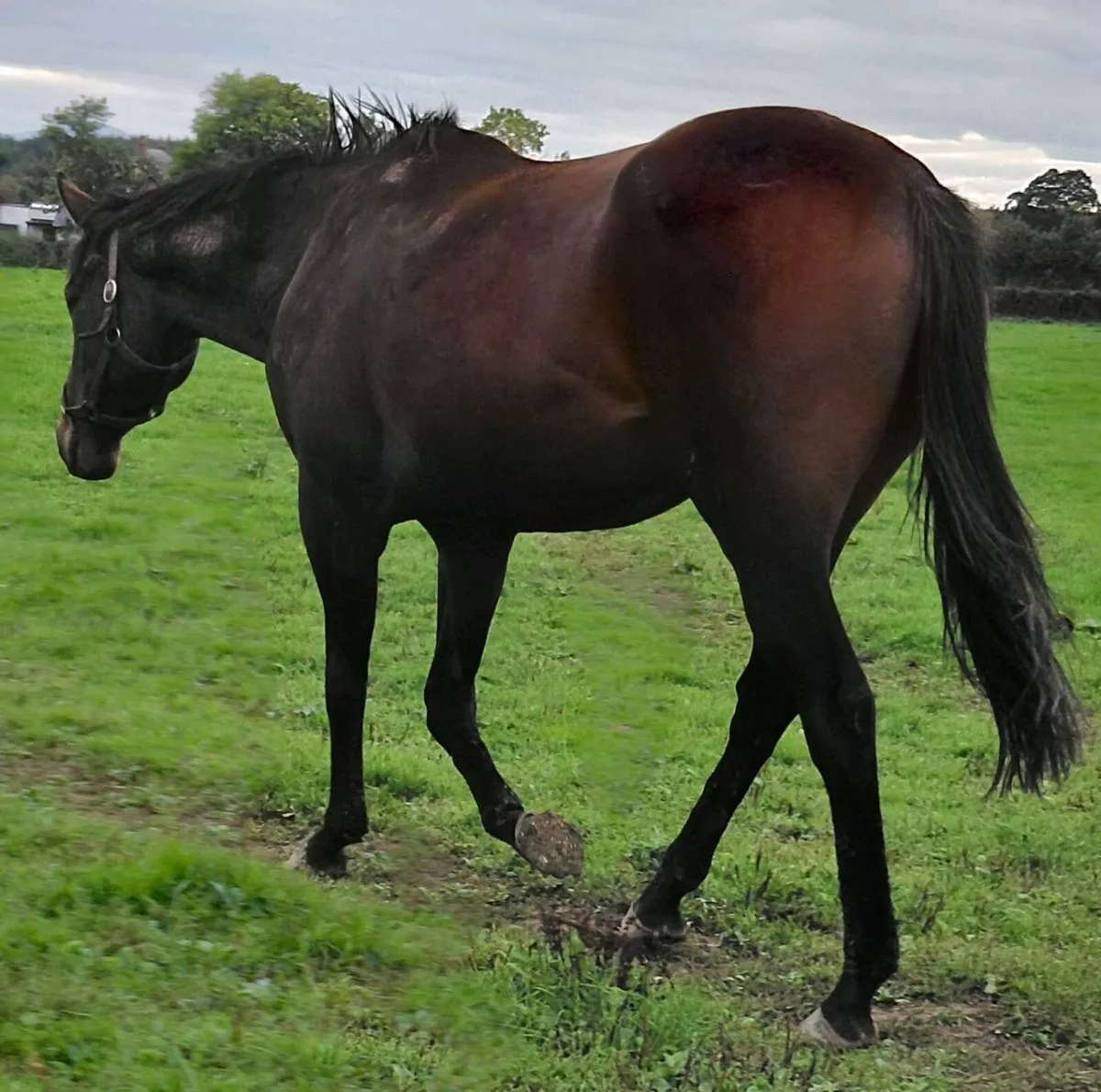 4 years thoroughbred mare - Image 3