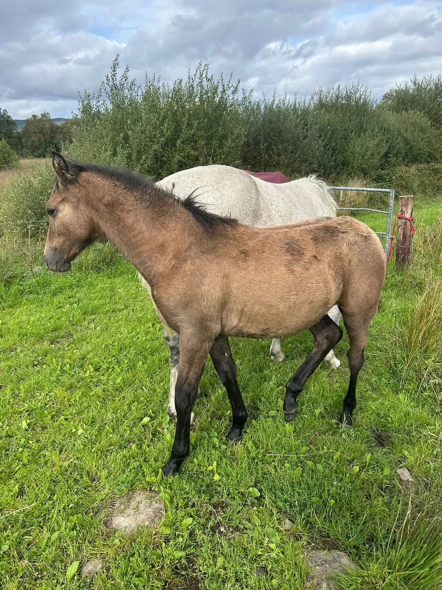 Class 1 Connemara Broodmare with 6 month filly - Image 2