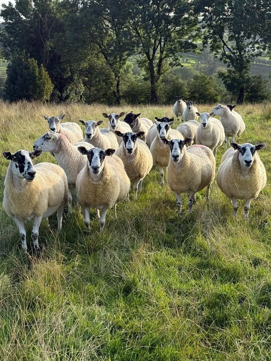 Sheep - Image 2