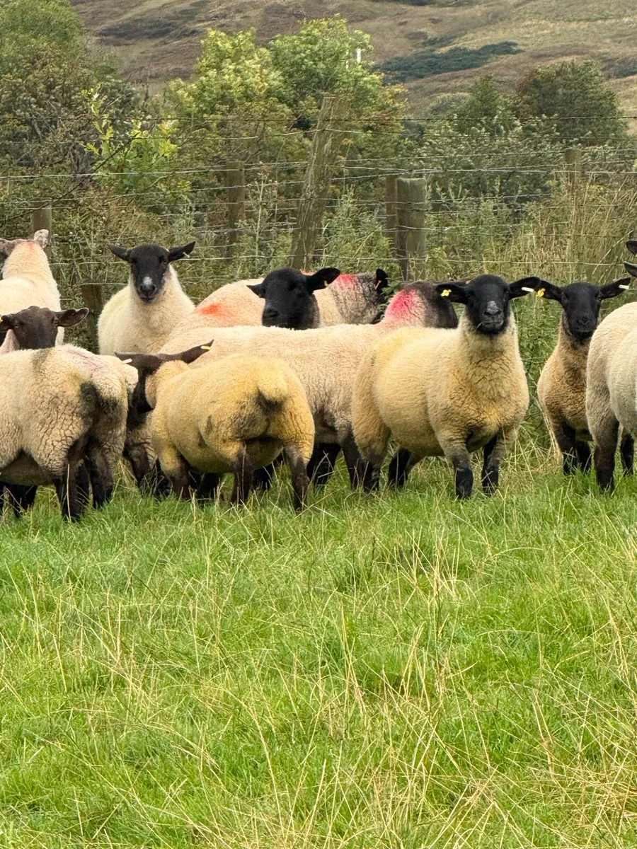 Sheep - Image 1