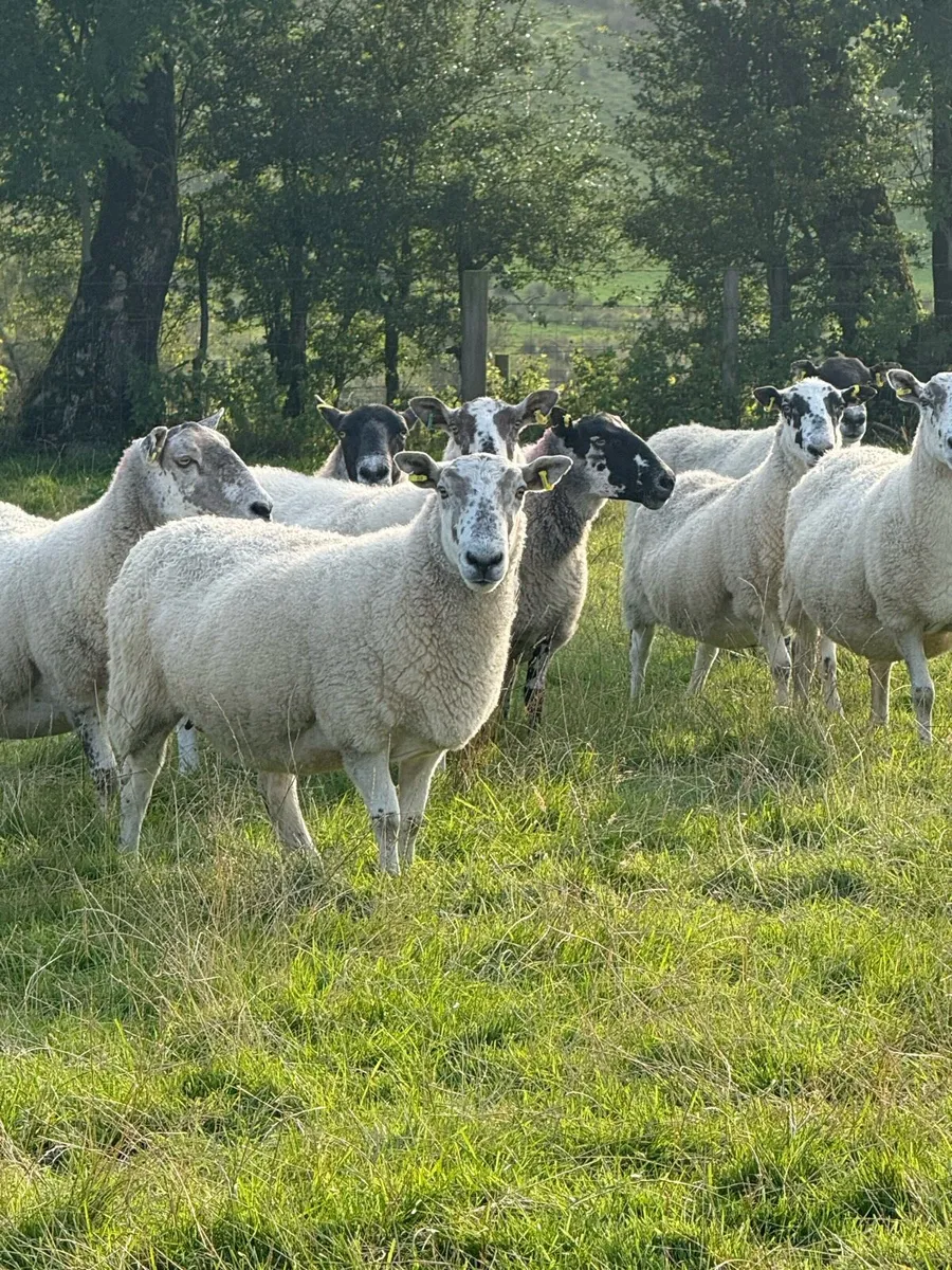 Sheep - Image 3
