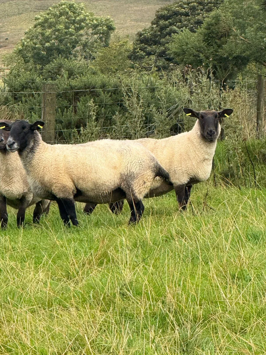 Sheep - Image 4