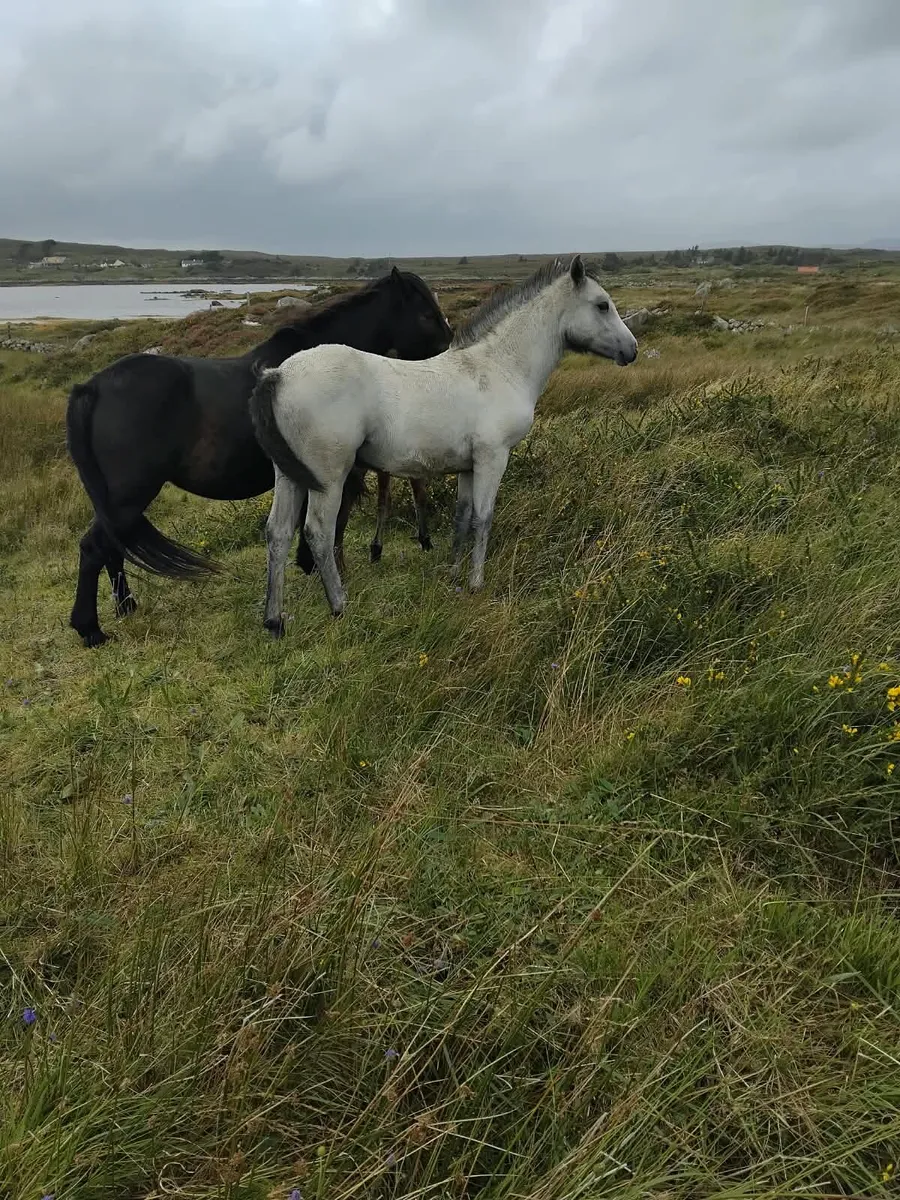 Two Connemara Filly Foals - Image 1